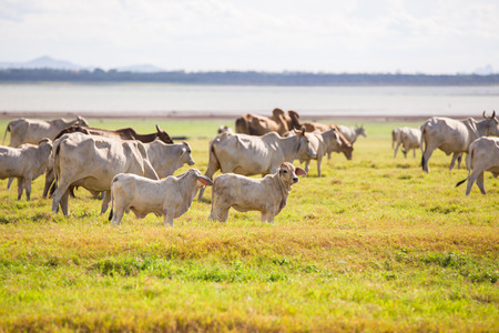 Herd of cows and calves at spring green fieldの写真素材
