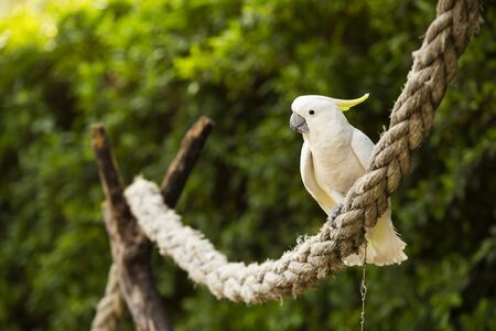 White cockatoo in the park. The white cockatoo (Cacatua alba), also known as the umbrella cockatoo, is a medium-sized all-white cockatoo endemic to tropical rainforest.の写真素材