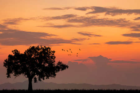 Alone Tree Silhouette Sunset or Sunrise.の写真素材