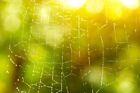 Spider web covered with dewdrops on the green leaf meadow in the morning.の写真素材