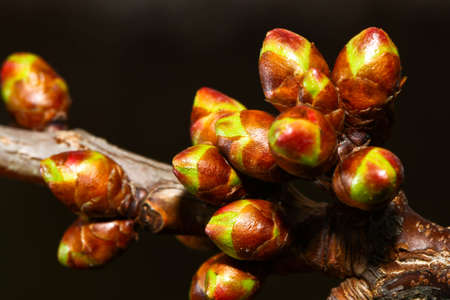 Some Cherry Buds are growing fast in early springの写真素材