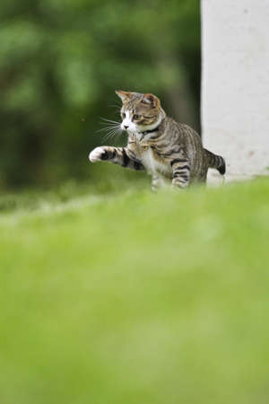 A Cat is getting to catch a Flyの写真素材