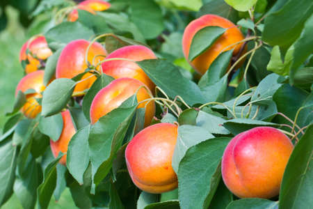 How Can I Tell When Apricots Are Ready To Pick? – UNIFE