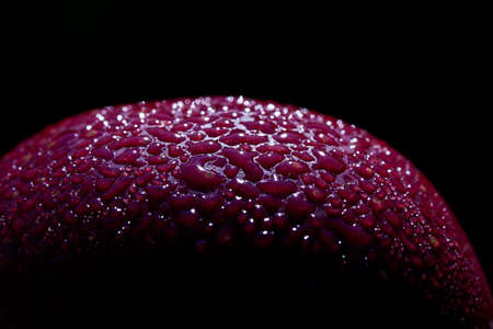 An Apple, which is outside on a tree, in the morning before the Harvest.の写真素材