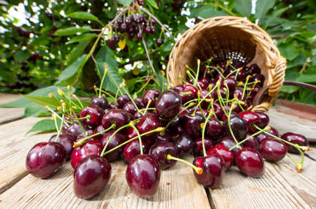 A Buch of freshly picked Cherries in a Harvesting-Basket