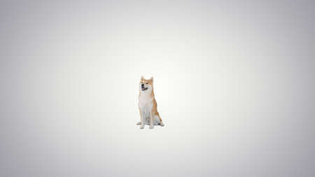 Japanese Shiba Inu dog sitting on gradient background.の写真素材