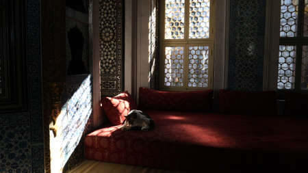 Cat on the couch in the middle east.