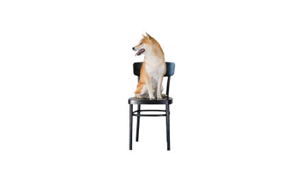 Shiba inu sitting on a chair on white background.の写真素材