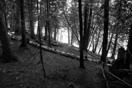 Light Streaming Through The Treesの写真素材