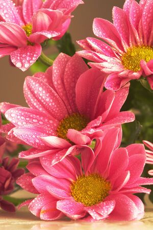 flowersの写真素材