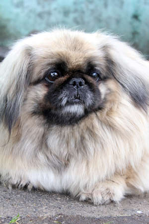 Lovely dogの写真素材