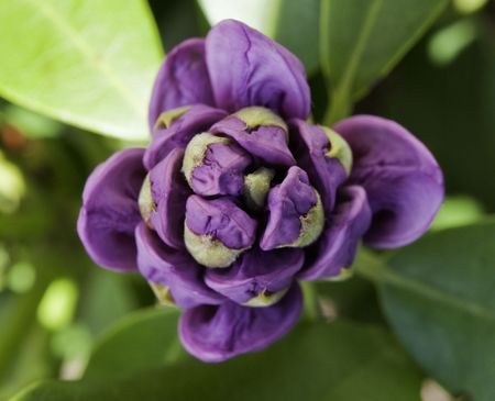 PURPLE FLOWERの写真素材