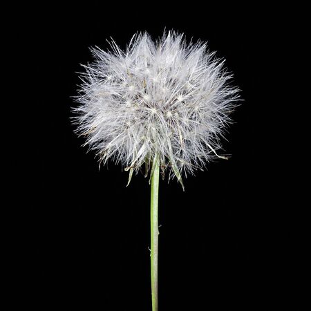 Dandelion against black backgroundの写真素材