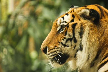 tigerの写真素材