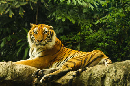 tigerの写真素材