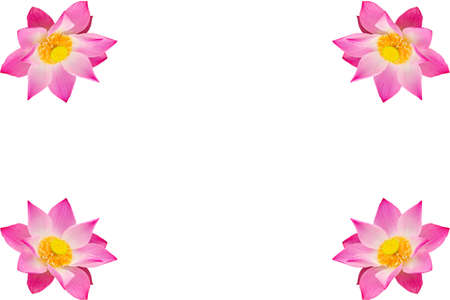 Pink water lily on the white background の写真素材