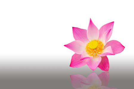 Pink water lily on the white background の写真素材