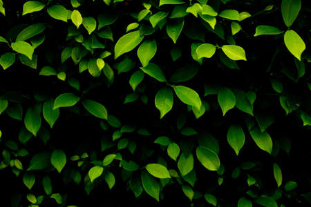 Green leaves in gardn backgroundの写真素材
