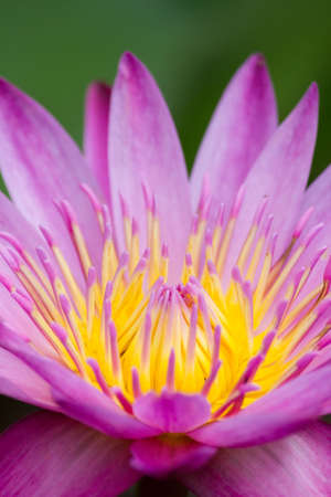 Pink lotus の写真素材