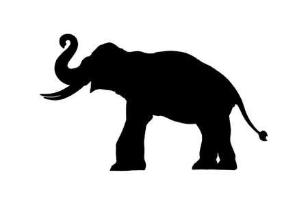 Elephant silhouetteの写真素材