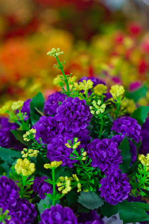 purple flowers in wild natureの写真素材