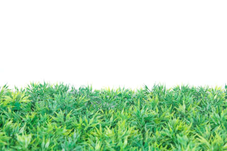 grass on backgroundの写真素材