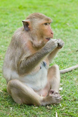 Monkey  Macaque rhesus  in Thailandの写真素材