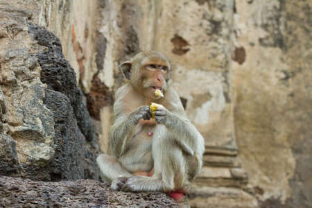 Monkey  Macaque rhesus  in Thailand