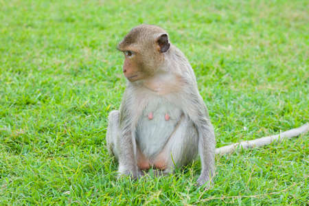 Monkey  Macaque rhesus  in Thailandの写真素材