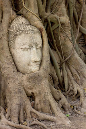 Head of Sandstone Buddha in The Tree Roots at Wat Mahathat, Ayutthaya, Thailandの写真素材
