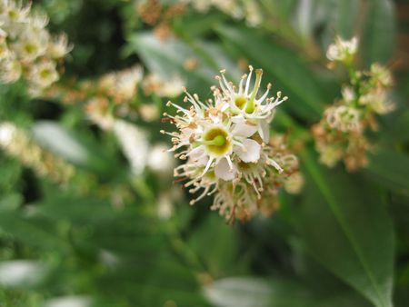 Flowering Prunus Laurocerasus in autumn