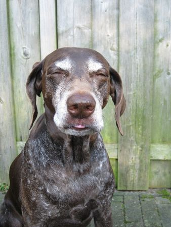 German shorthaired pointerの写真素材