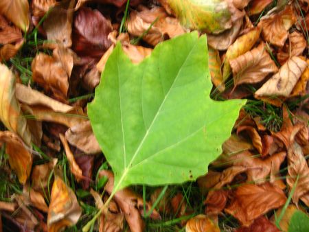 a green leaf in the autumnの写真素材
