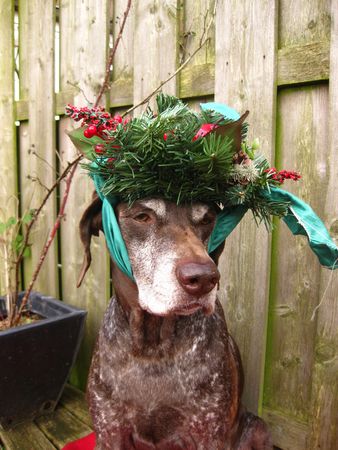 A pointers view to Christmasの写真素材