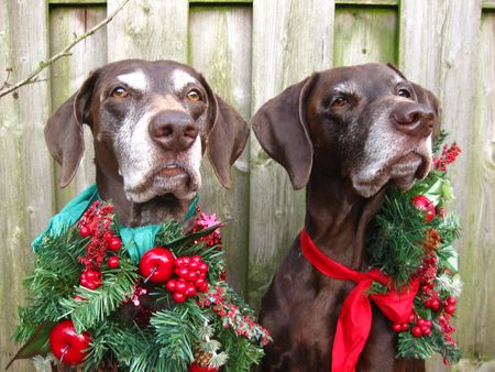 The pointer sisters in Christmas moodの写真素材
