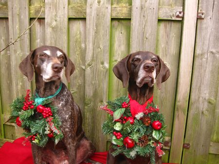 Christmas with the pointer sistersの写真素材