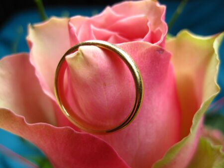wedding band on pink roseの写真素材
