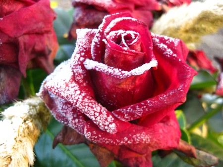 frosted red roseの写真素材