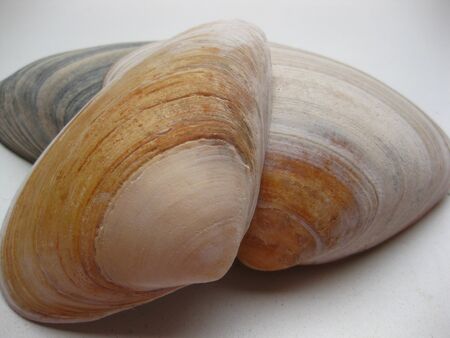 Seashells