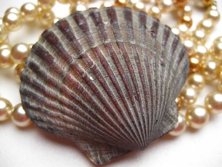 seashell and pearl necklaceの写真素材