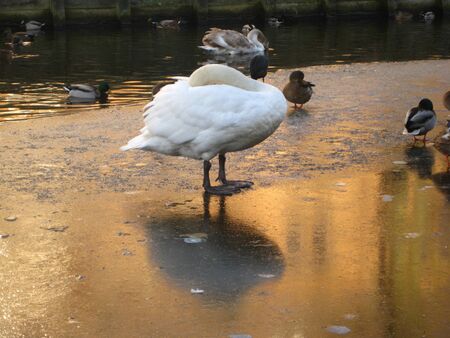 Frozen Swan Lakeの写真素材