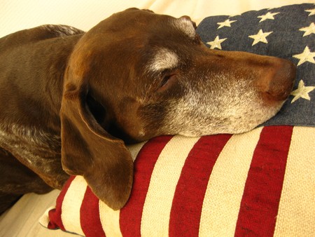 Pointer sisters: a first ladyの写真素材