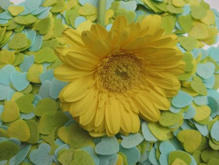 yellow daisy on heartsの写真素材