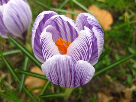 purple and white crocusの写真素材