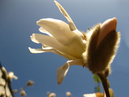magnolia treeの写真素材