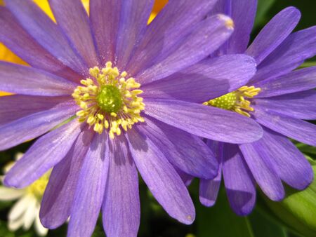 purple daisyの写真素材