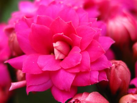 pink kalanchoeの写真素材