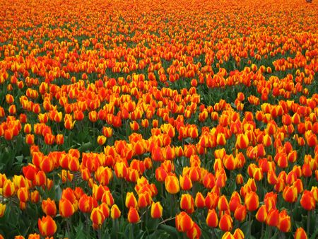 orange tulip backgroundの写真素材