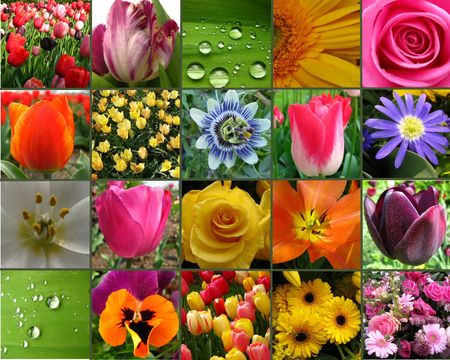 flower collageの写真素材