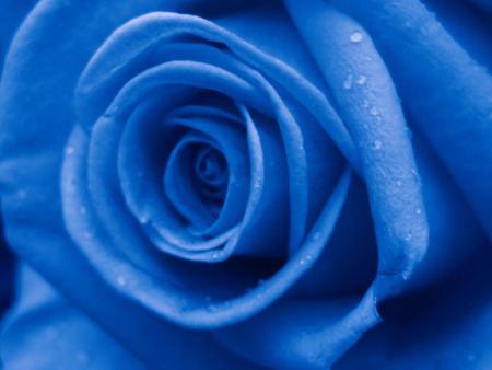 blue rose with raindropsの写真素材